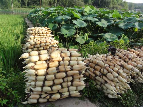 梅陇莲藕_名优产品_汕尾市人民政府门户网站