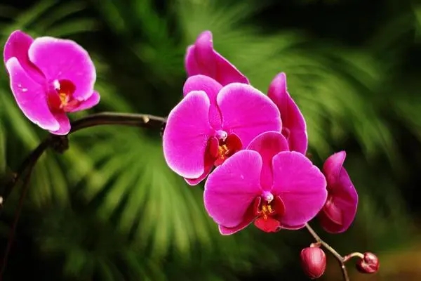 u=1038169366,2422929503&fm=253&fmt=auto&app=138&f=JPEG.webp.jpg