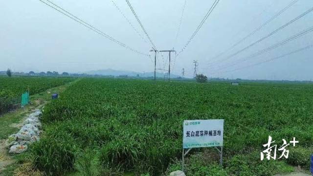 茭白种植基地景观。