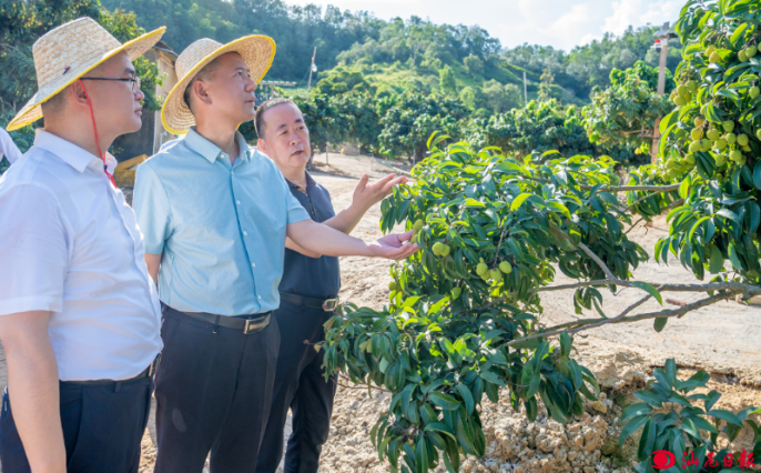 郑海涛到海丰县调研红树林营造修复、荔枝产销情况时强调 构筑绿色海岸线 走好农业致富路 为“百千万工程”加力提速注入澎湃动能