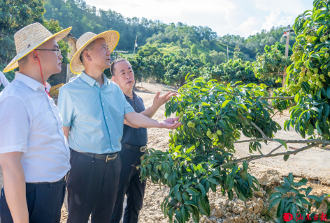 郑海涛到海丰县调研红树林营造修复、荔枝产销情况时强调 构筑绿色海岸线 走好农业致富路 为“百千万工程”加力提速注入澎湃动能