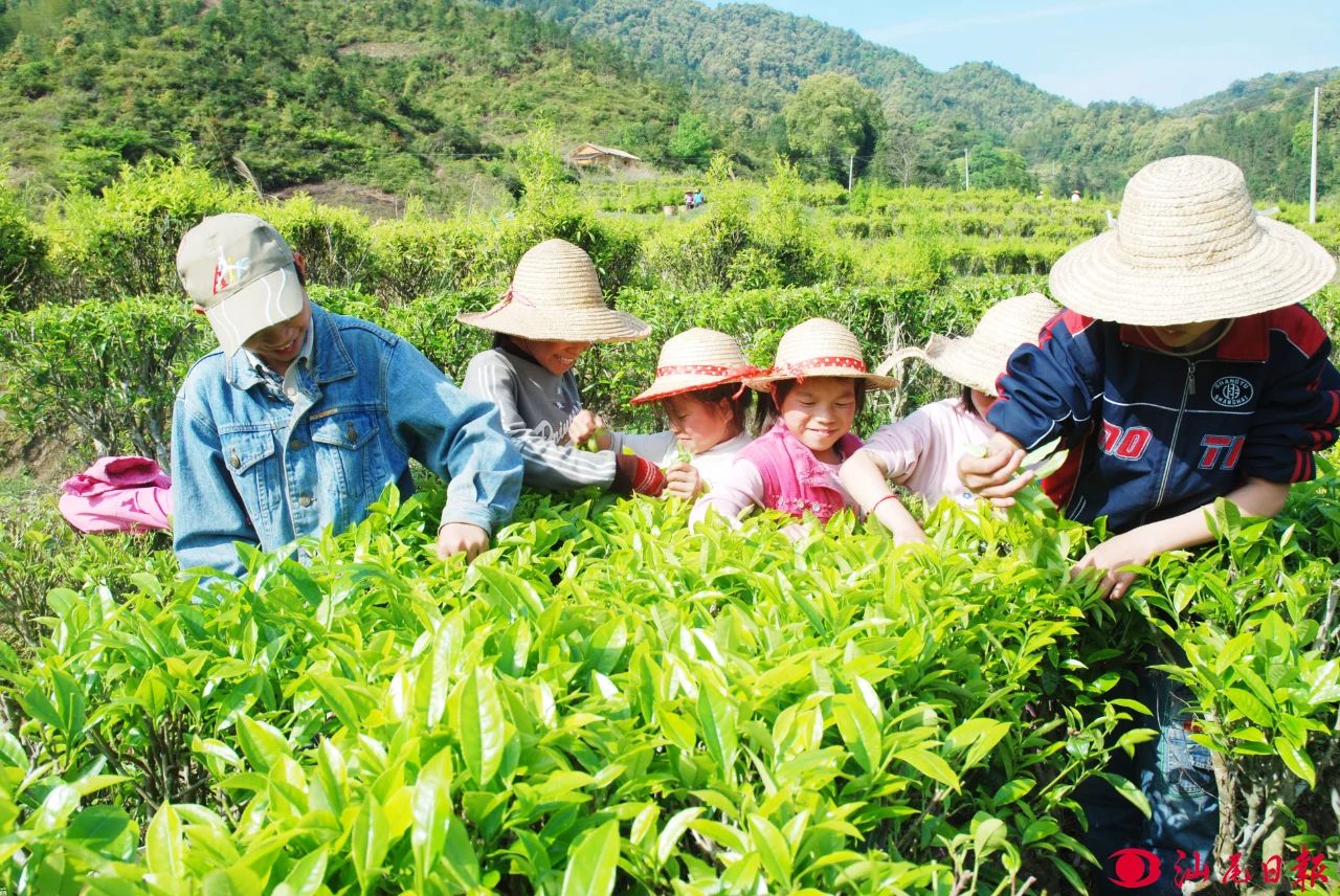 “百千万工程”三年初见成效｜从“绿叶”到“金叶”：陆河茶产业的蜕变之路