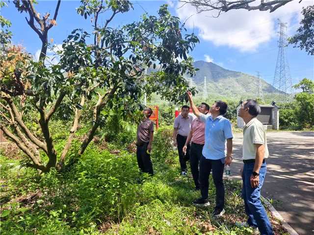 城区供销联社召开区&quot;农合联&quot;荔枝、生姜产业分会成立大会暨农技金融宣教活动