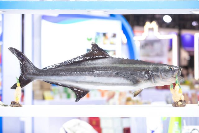 汕尾海鲡鱼标本。 汕尾海鲡鱼标本。