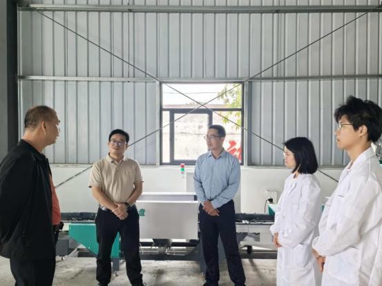 省供销社第二片区指导组到陆丰调研指导“社村”合作试点甘薯产业链工作