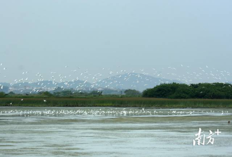 万众护飞！汕尾为候鸟筑安全通道
