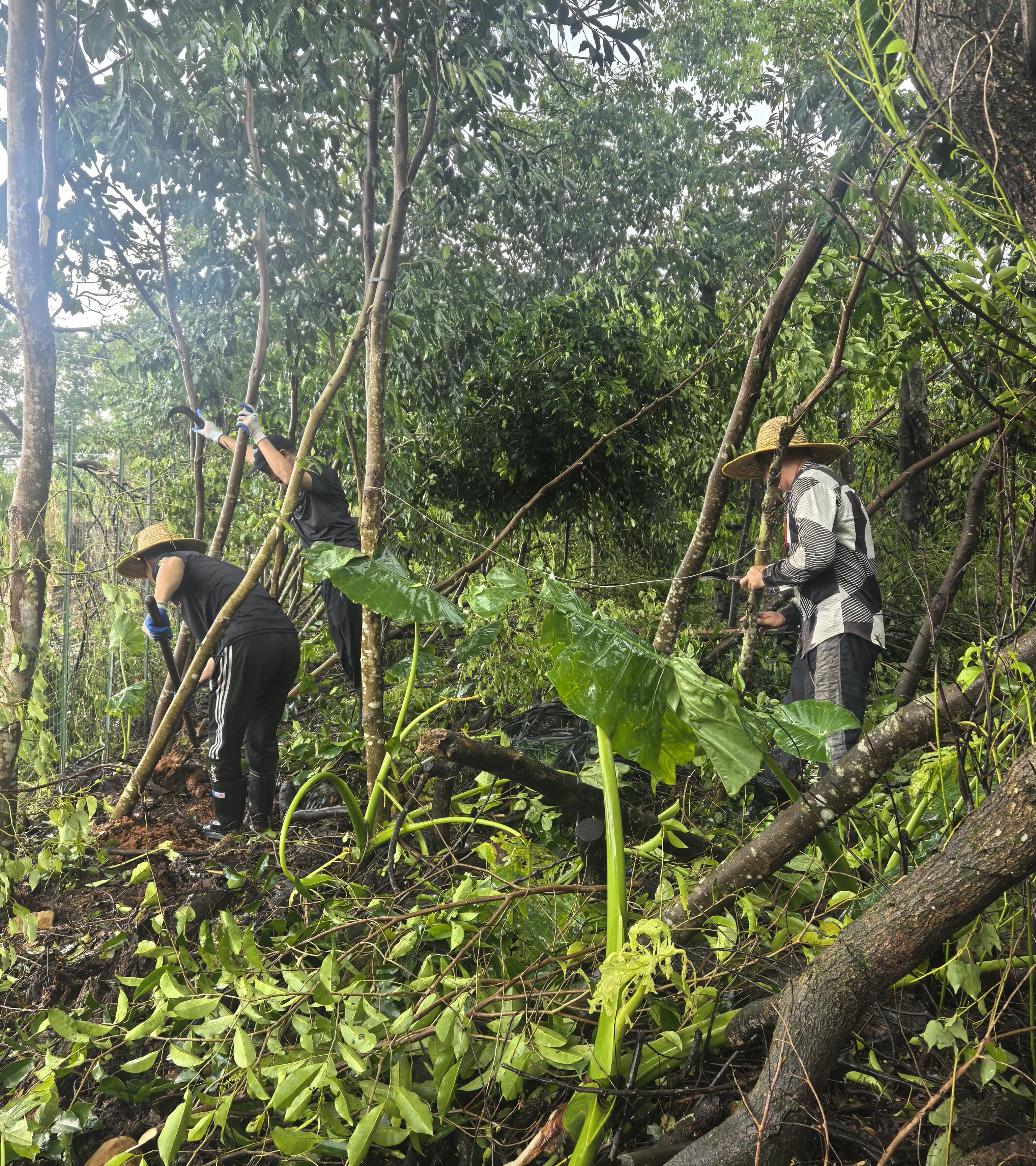 凝聚行业力量 共御台风风险 —— 汕尾市沉香协会抗击“红霞”台风侧记