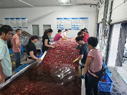 市供销社靠前服务助力荔枝农户增收