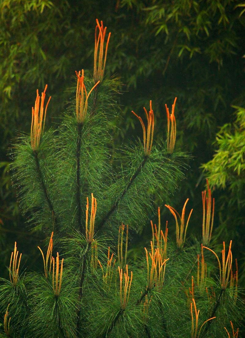 植物科普——马尾松