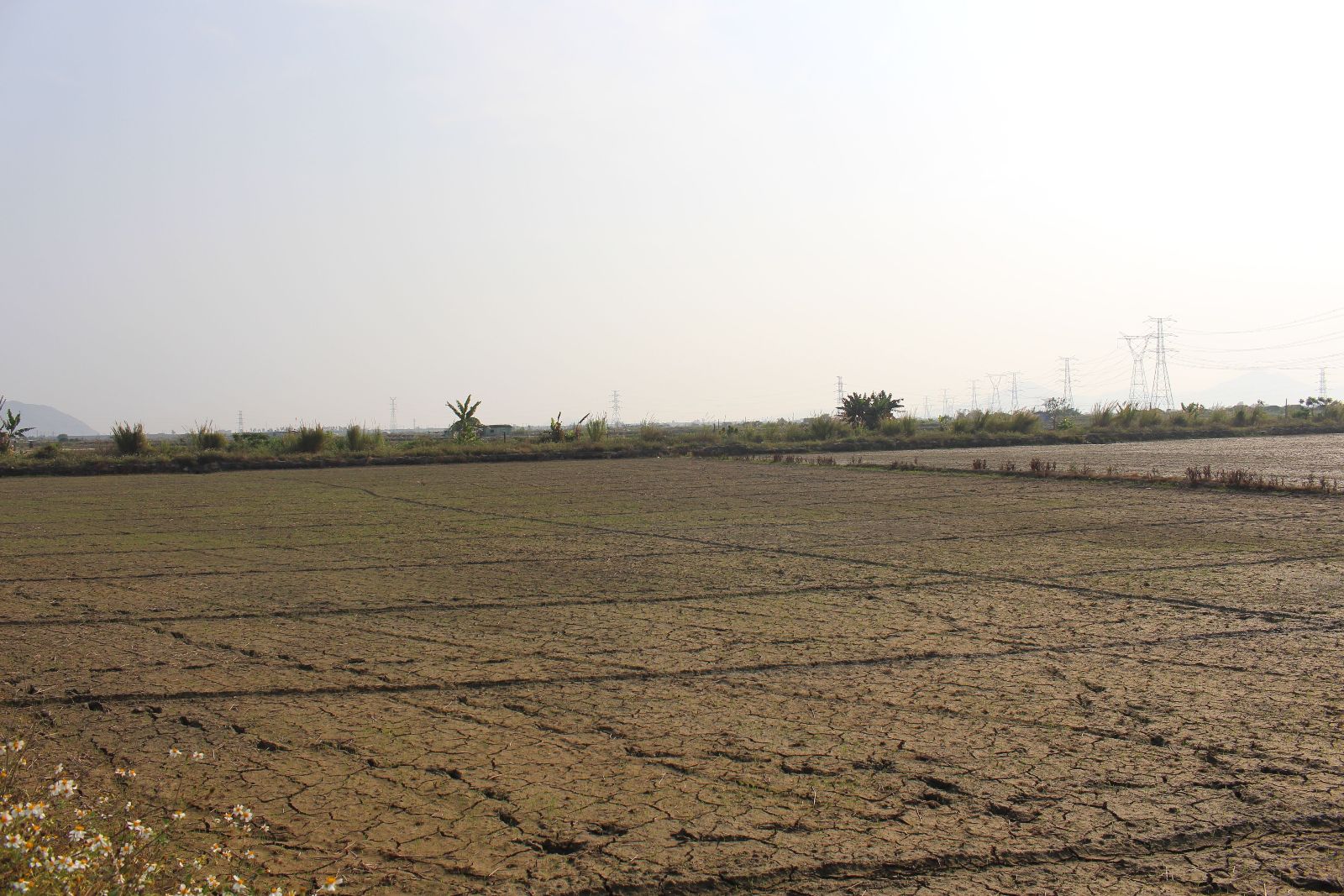 梅陇农场春旱严重 农业生产损失巨大