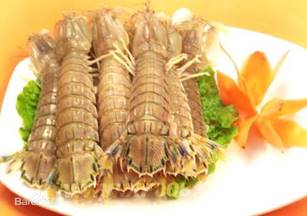 濑尿虾--虾蛄(gū)