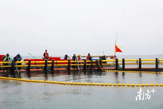 10万斤鮸鱼上市，汕尾现代化海洋牧场迎丰收！