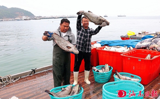 华润零碳现代化海洋牧场首批10万斤鮸鱼丰收出舱