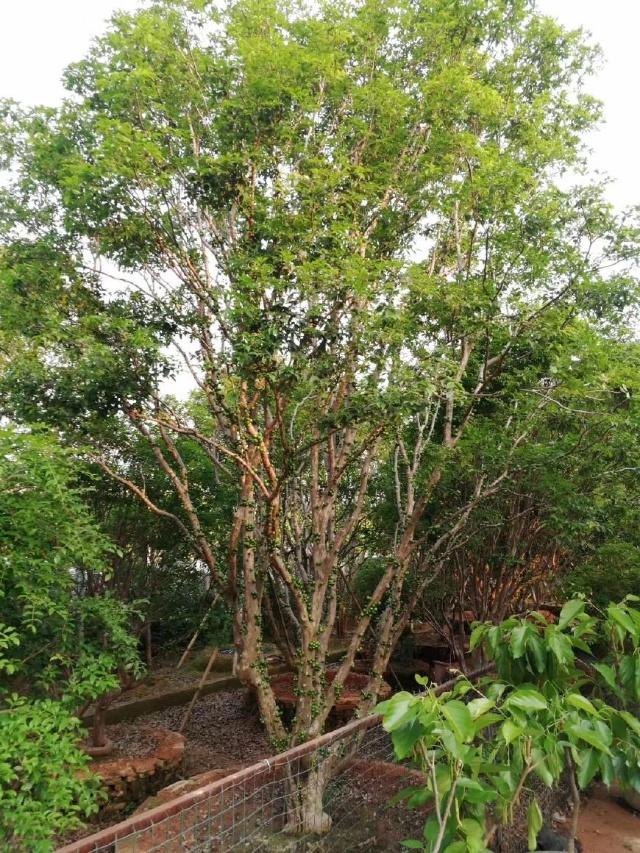 肯布卡嘉宝果种植技术图片