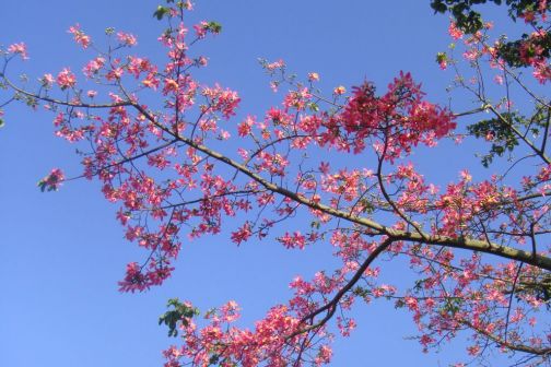 美丽异木棉2.jpg