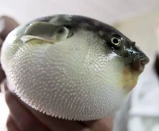 注意:河豚鱼有剧毒!请勿食用